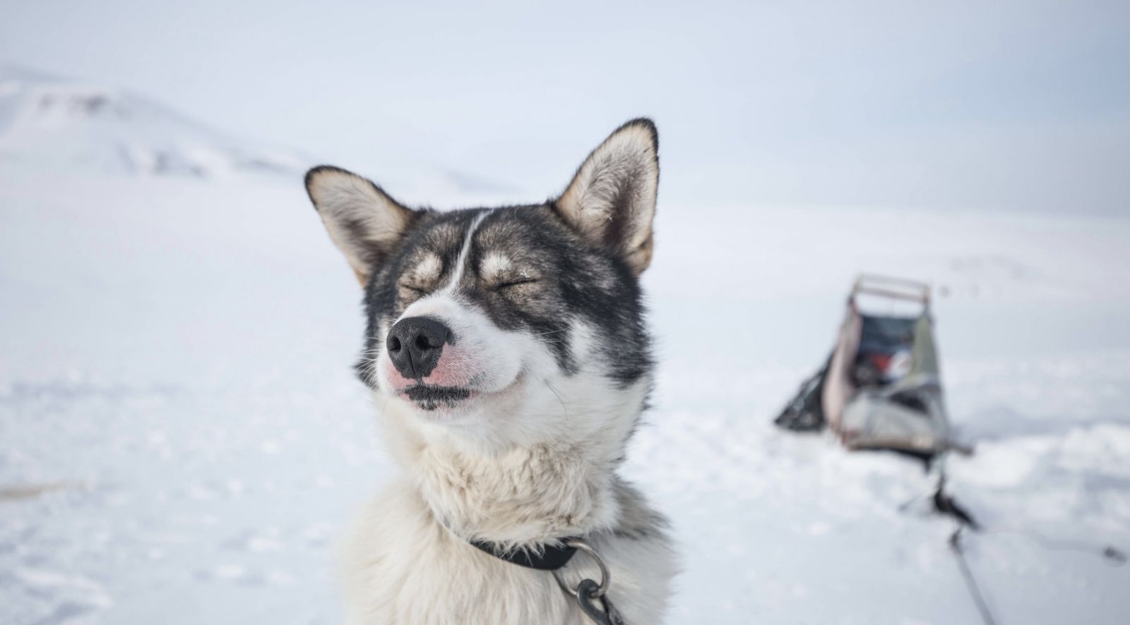 Husky Farm